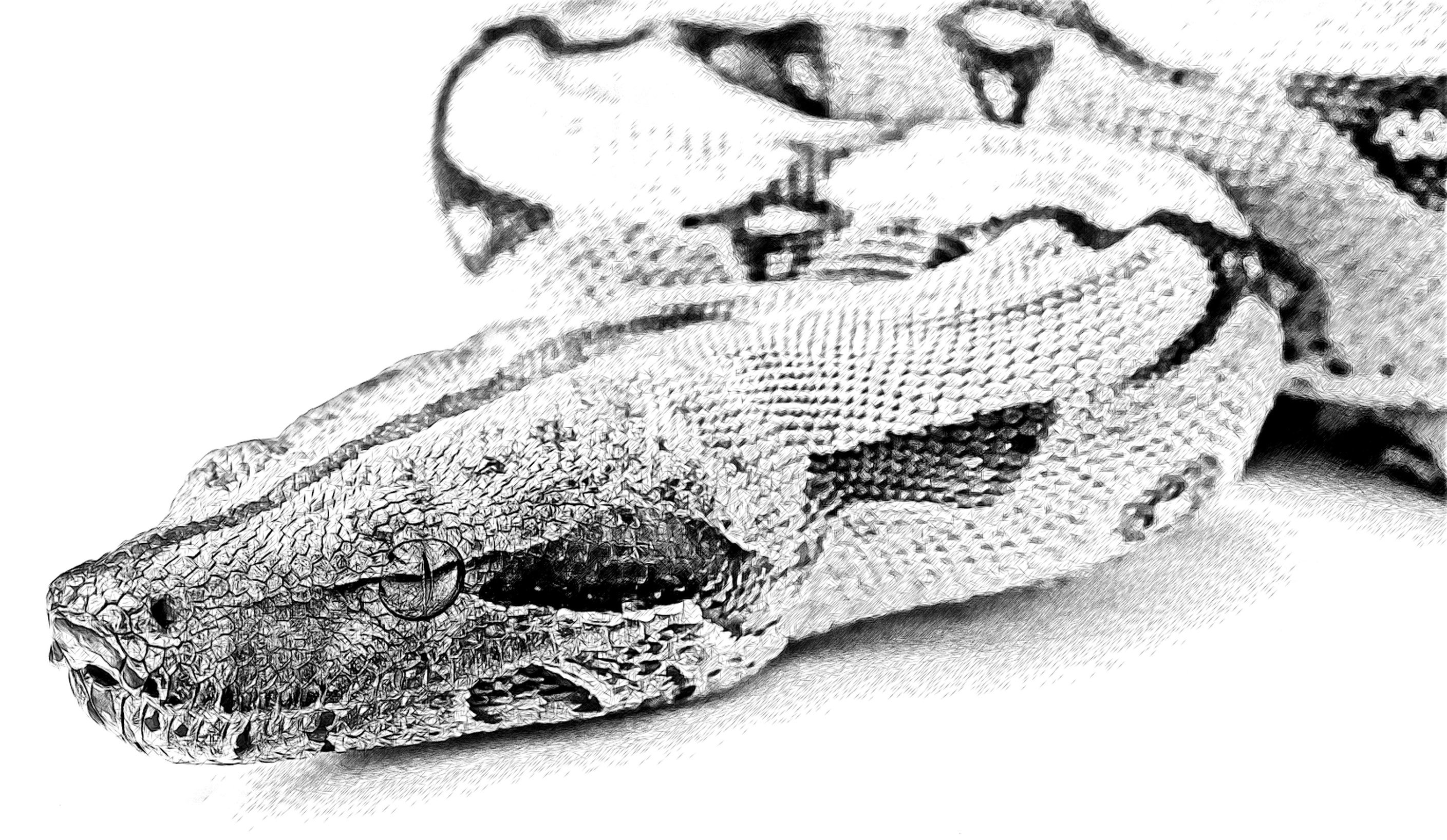 Boa Constrictor